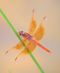 dragonfly in close view