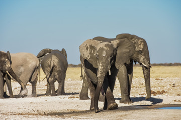 African Elephant Herd at Etosha