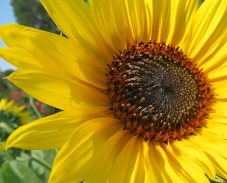 Close up of Sun Flowers