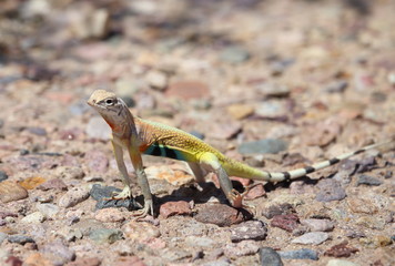 Elegant Earless Lizard
