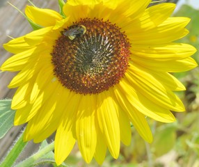 Obraz premium Close up of Sun Flowers