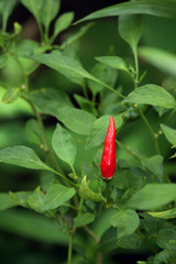 Ripe red hot chili peppers on a tree