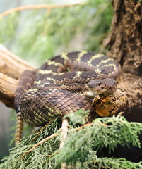 rattle snake