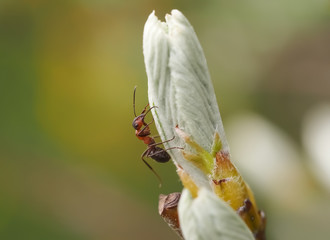 red wood ant (formica rufa) sitting on a bud of a tree