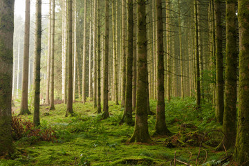 Naklejka premium Forest pine trees sunrise