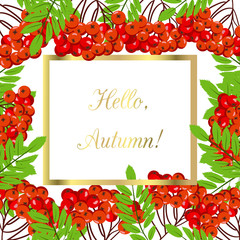 Rowan bunch berries red ripe leaf tree autumn season natural fruit vector illustration.