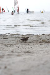 Sparrow bouncing on a beach with windsurfing in the background
