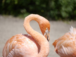 flaming,duży różowy ptak