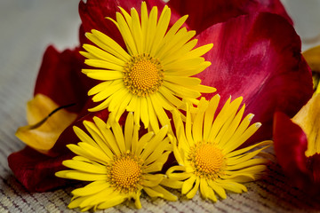 Yellow flowers on a background of fabric with red tulips petals