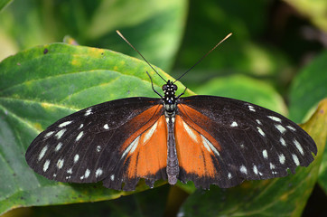 Fototapeta na wymiar tropische Schmetterlinge