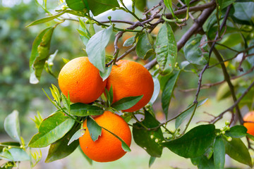 Orange tree with fruits in Greece