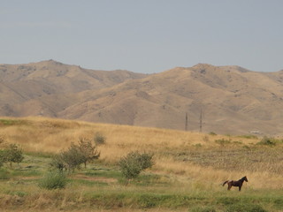 montagne et cheval