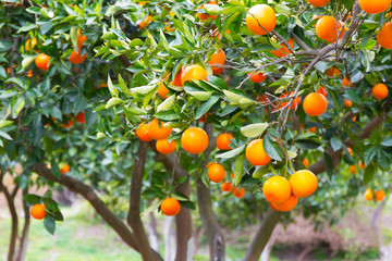 Orange tree with fruits in Greece © kwiatek7