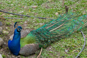Fototapeta premium Beautiful peacock in the woods on Crete island, Greece