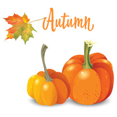 Two orange pumpkin isolated on white background. Vector Illustration