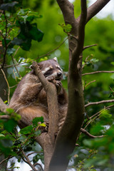 Waschbär im Baum