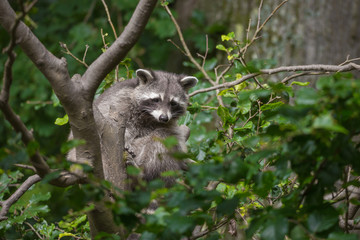 Waschbär im Baum