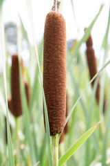 Typha (bulrush or cattail)  spikes