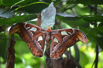 Atlas Seidenspinner, gr&ouml;&szlig;ter Scmetterling der Welt