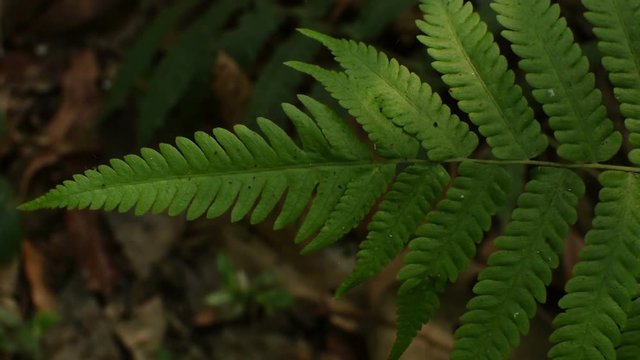 Play of light and shadow - from a setting sun - on Fern leaves, nature stock HD footage, India