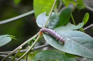 Raupe auf einem Blatt