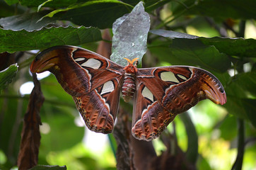 Atlas Seidenspinner, gr&ouml;&szlig;ter Scmetterling der Welt