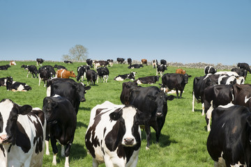 Cows in a field on a sunny day