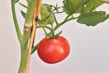 Tomatoes in the home garden.