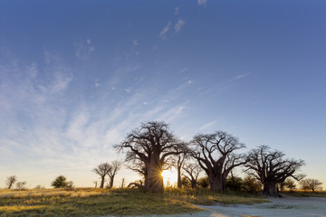Fototapeta premium Sunrise at Baines Baobab's