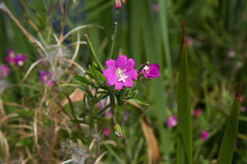 The Great willowherb (Epilobium hirsutum)