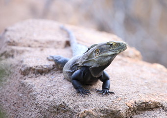chuckwalla