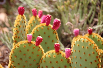 prickly pears