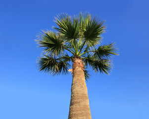 Piękna palma na tle błękitnego nieba w Grecji.
