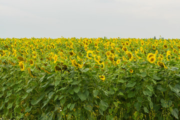 Fototapeta na wymiar Field of sunflowers on a cloudless evening. Summer modern background, pattern, wallpaper or banner design, with place for your text