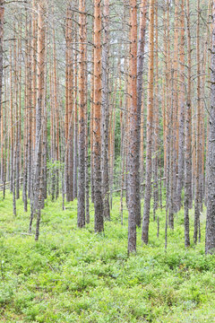 Summer forest with tall thin pine trees