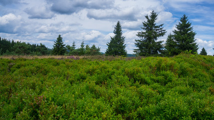 Hochheide