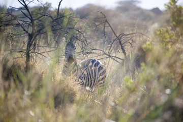 Zebra in high grass, Tanzania, Africa