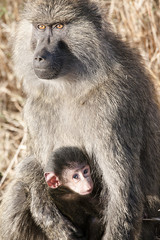 Baboon with it's Young, Arusha National Park, Tanzania, Africa