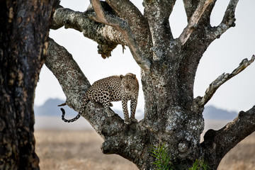 Jaguar in Tree, Serengeti, Africa © Joshua