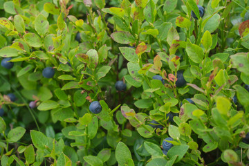 Blaubeere
