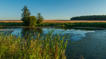 Summer landscape. View from the coast through the reeds to a small swampy lake in the middle of an agricultural field