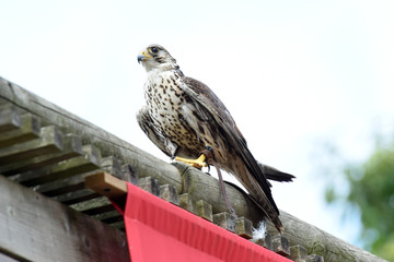 spectacle de rapaces