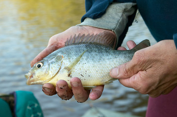 Mans hands holding a freshwater bream fish