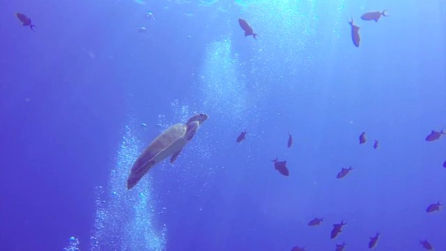 Turtle swimming among fish in the open blue ocean