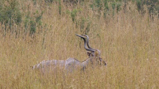 Koedoe in the Pilanesberg Game Reserve South Africa
