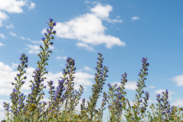 Summer flowers by a blue sky