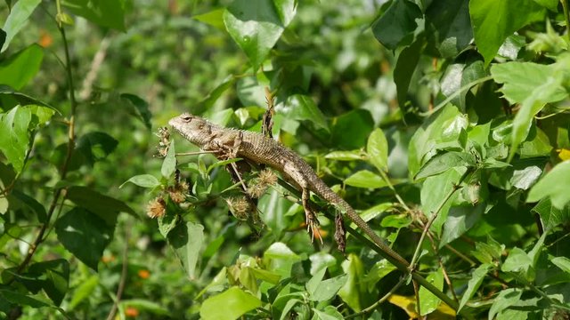 Calotes Indian Lizard in a tree in Central Province, Sri lanka