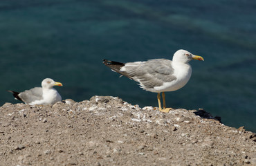 Seagull in Lanzarote