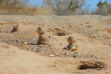 prairie dogs