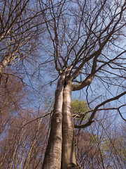 Zwei Bäume sind zusammen gewachsen - Doppelbaum im Herbst